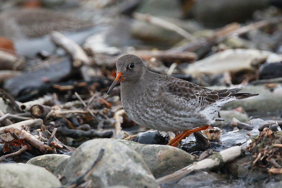 Purple Sandpiper - ML642225936