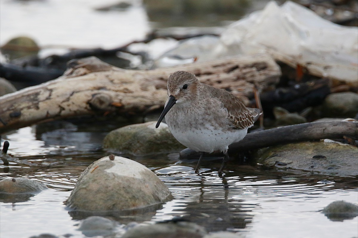 Dunlin - ML642225953