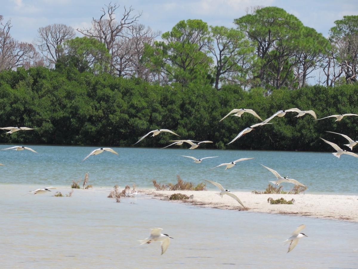 Forster's Tern - ML642225971