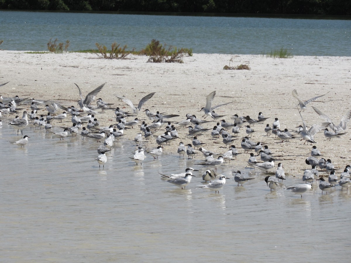 Forster's Tern - ML642225972