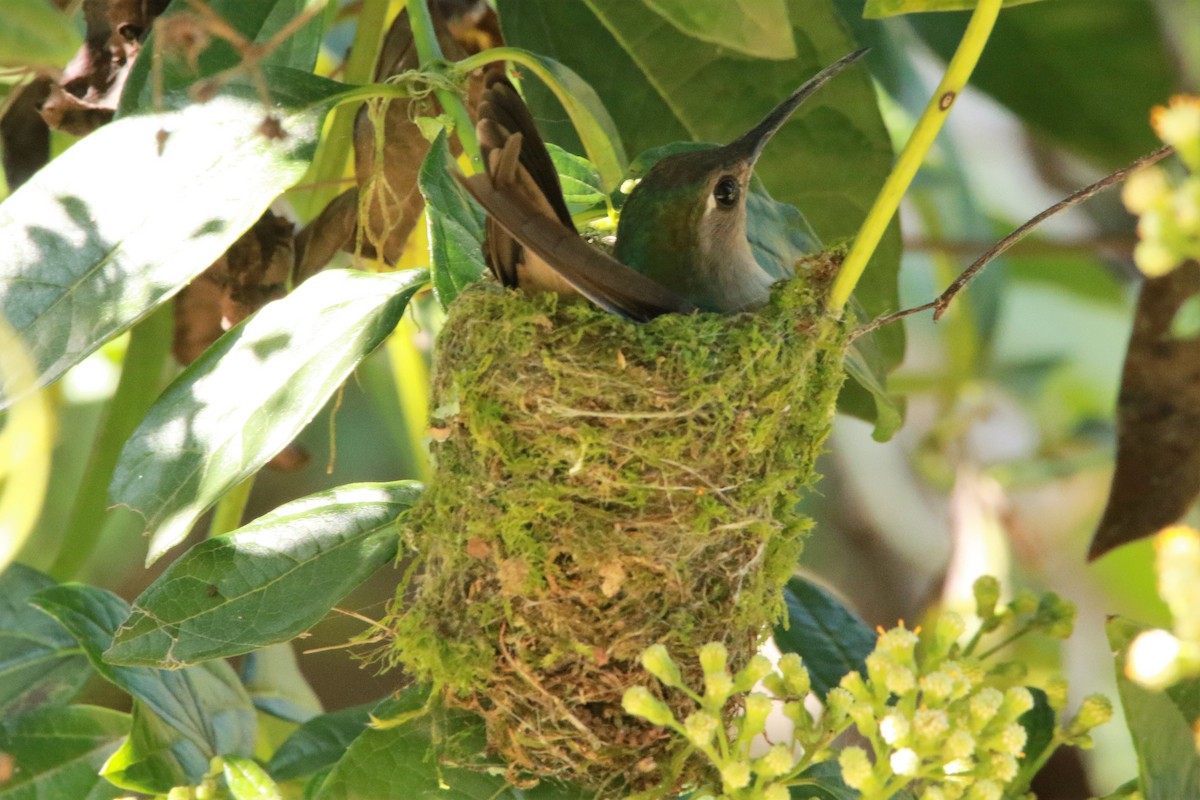 Wedge-tailed Sabrewing - ML642225997
