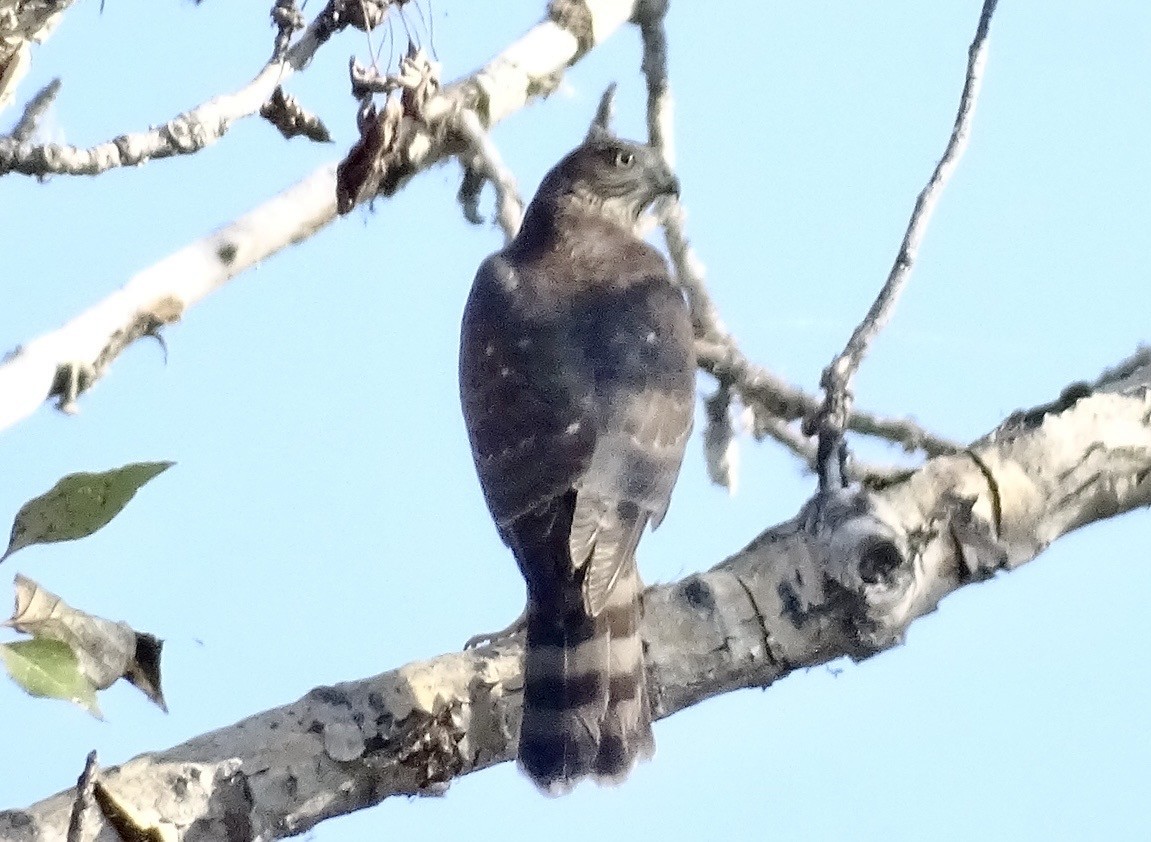 Sharp-shinned Hawk - ML642226006