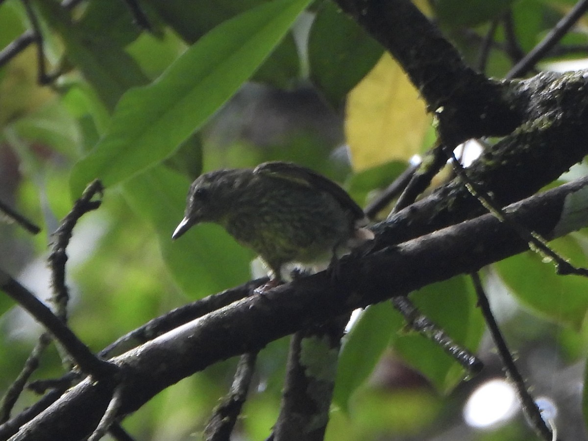 Olive-striped Flycatcher - ML642226018