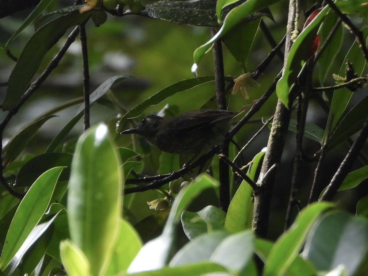 Olive-striped Flycatcher - ML642226019