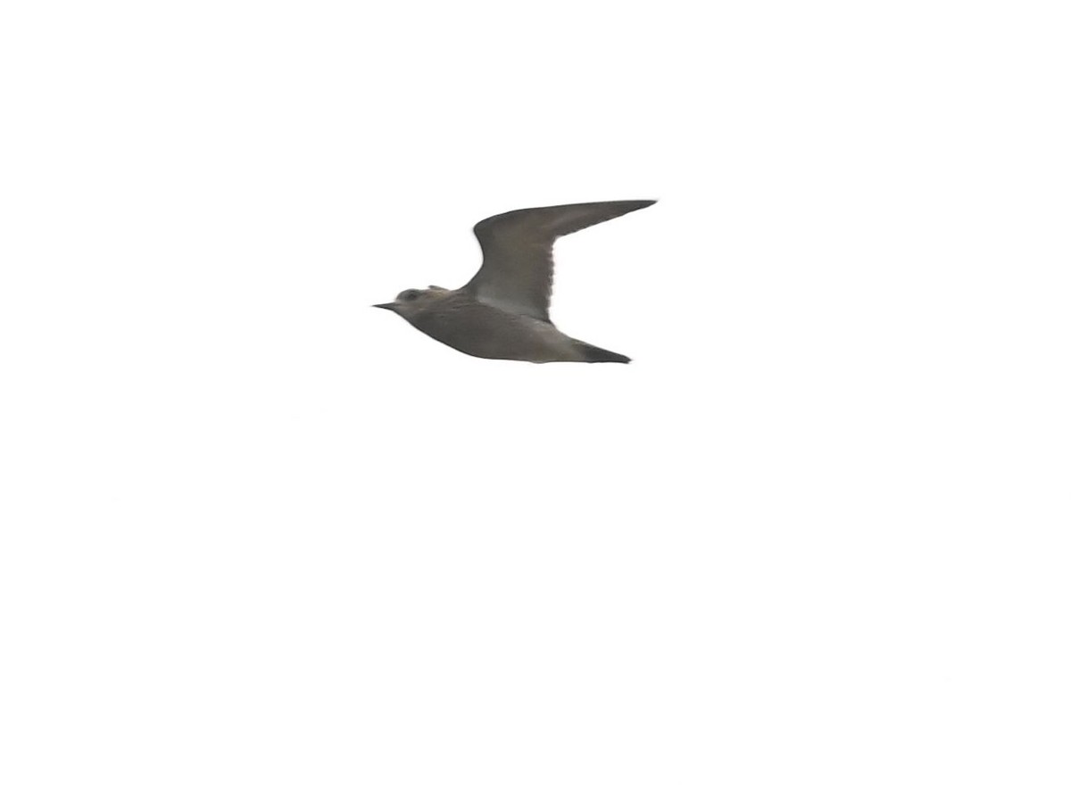 Piviere dorato - ML642226029