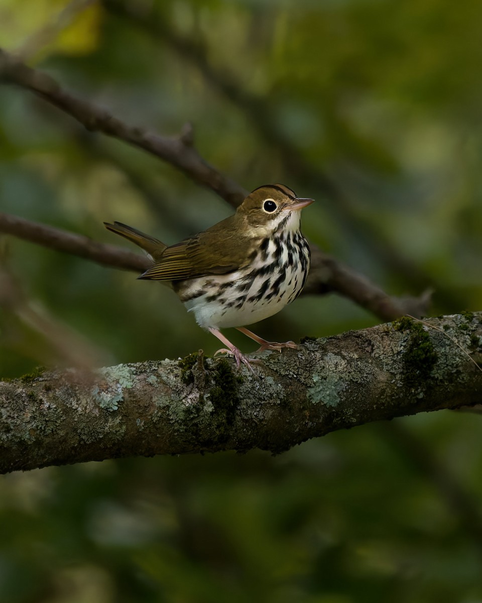 Ovenbird - ML642226035