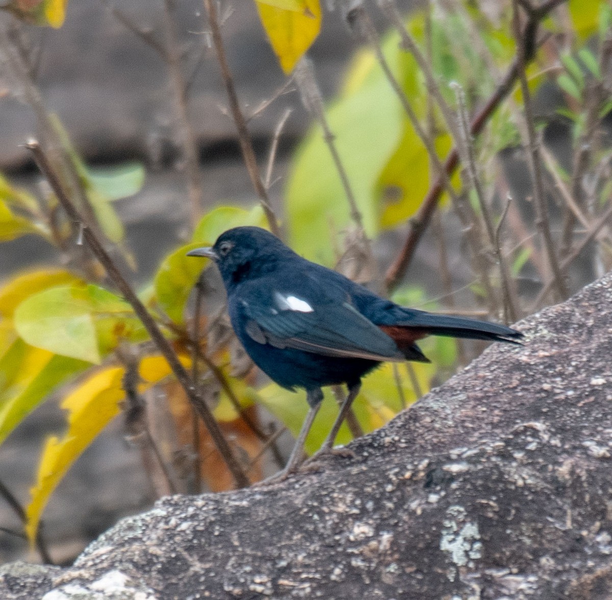 Indian Robin - ML642226037