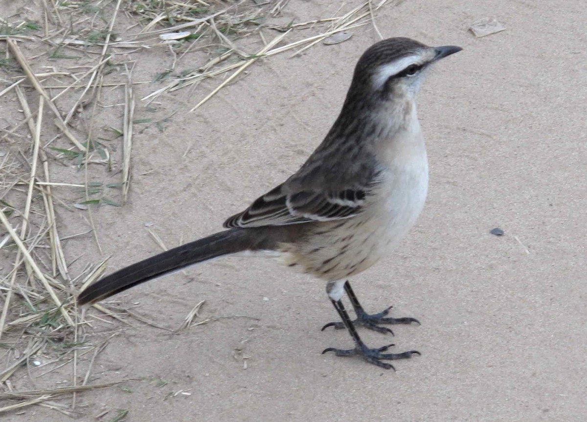 Sinsonte Calandria - ML642226048