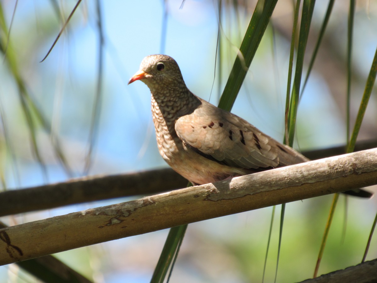 Common Ground Dove - ML642226050