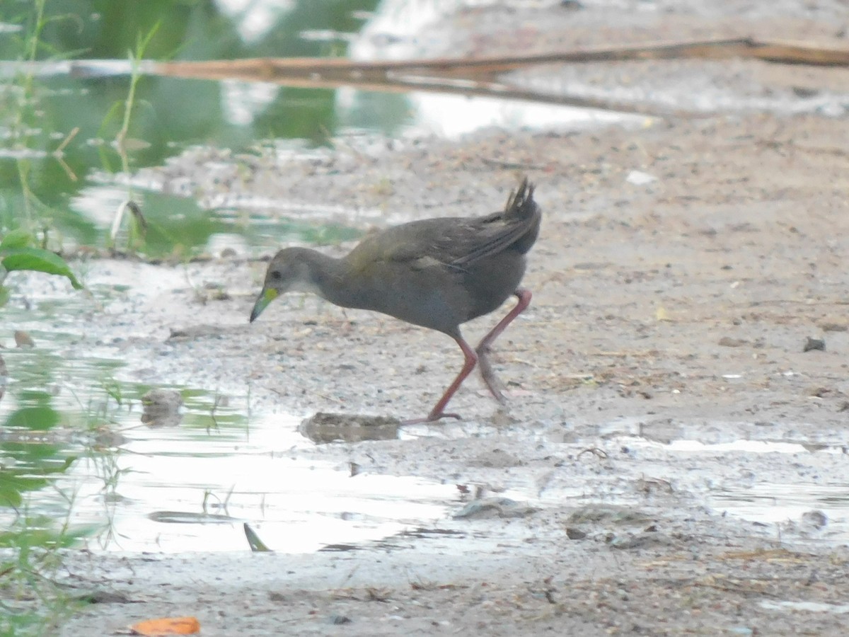 Brown Crake - ML642226090