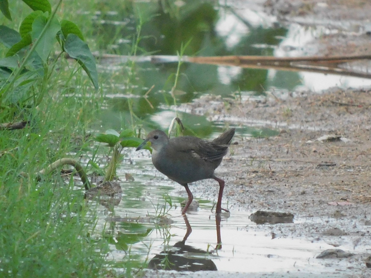 Brown Crake - ML642226091