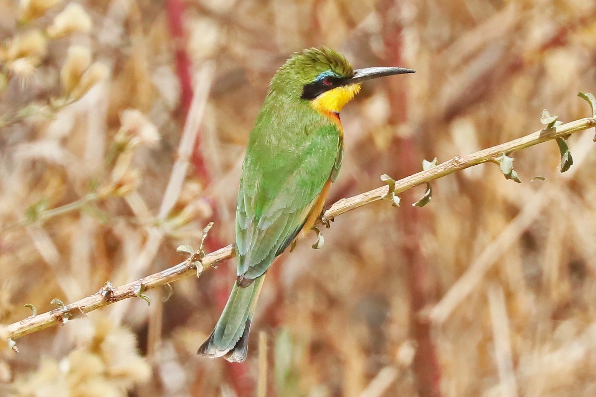 Little Bee-eater - ML642226095