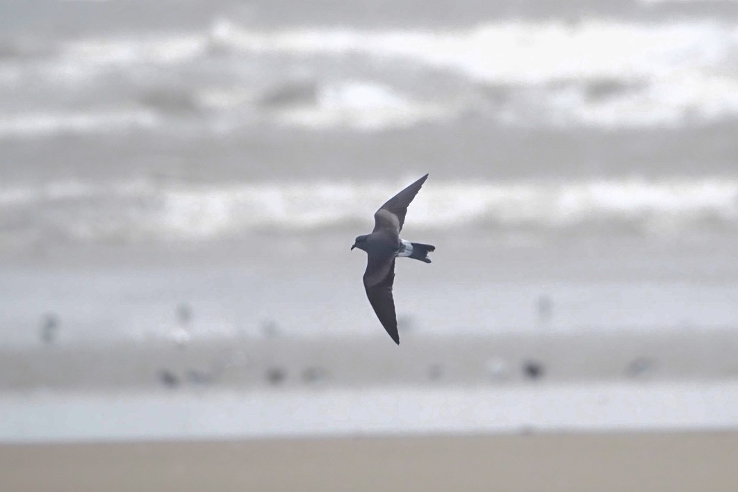 Leach's Storm-Petrel - ML642226099