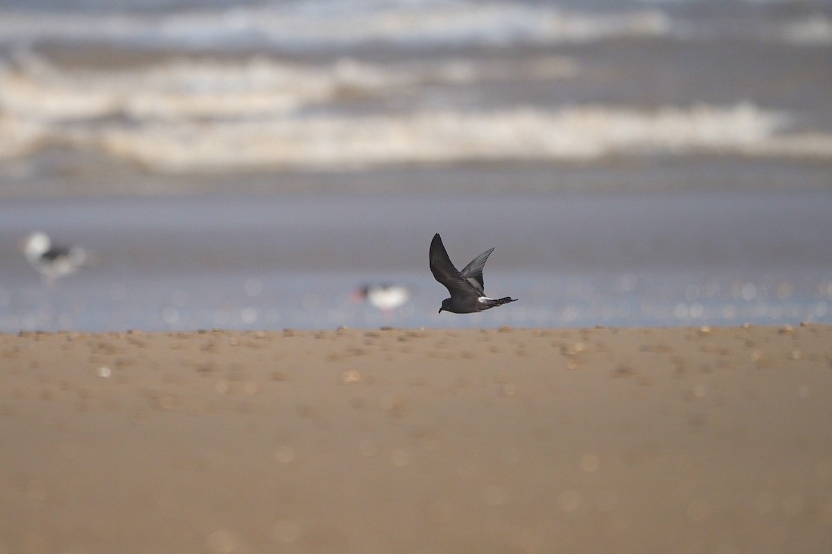 Leach's Storm-Petrel - ML642226100