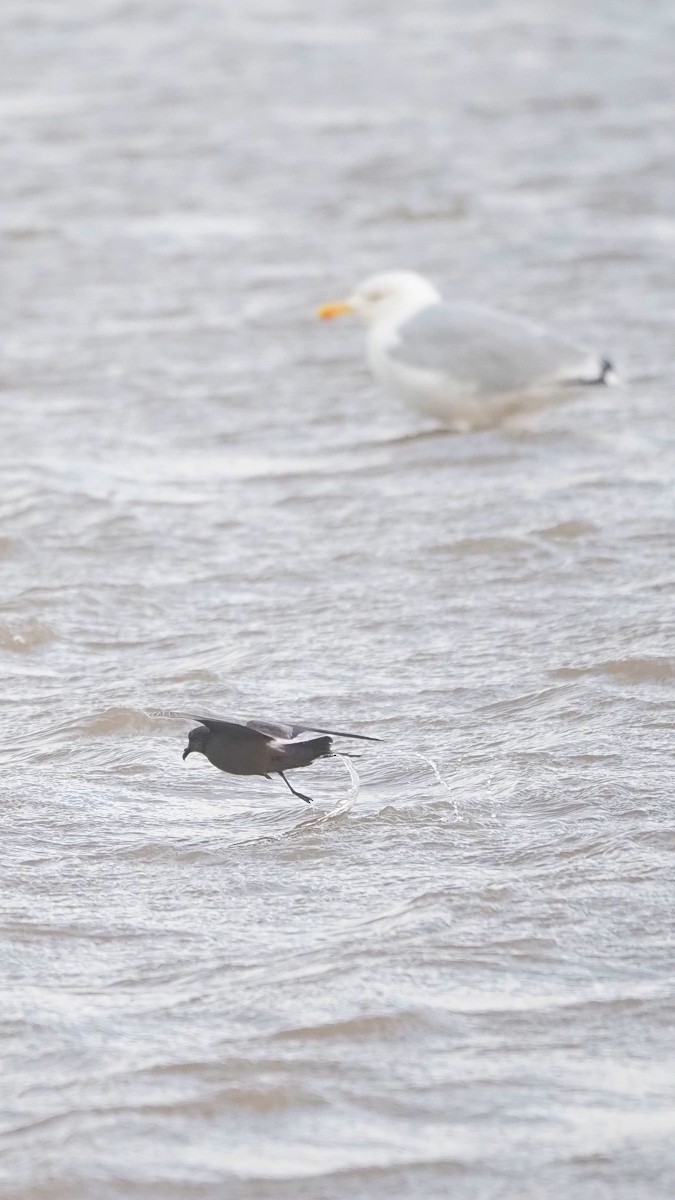 Leach's Storm-Petrel - ML642226101