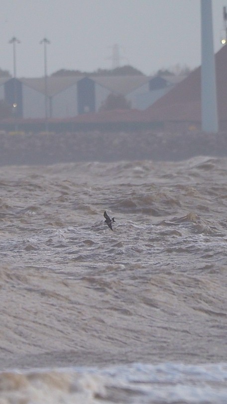 Leach's Storm-Petrel - ML642226102