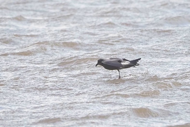 Leach's Storm-Petrel - ML642226103
