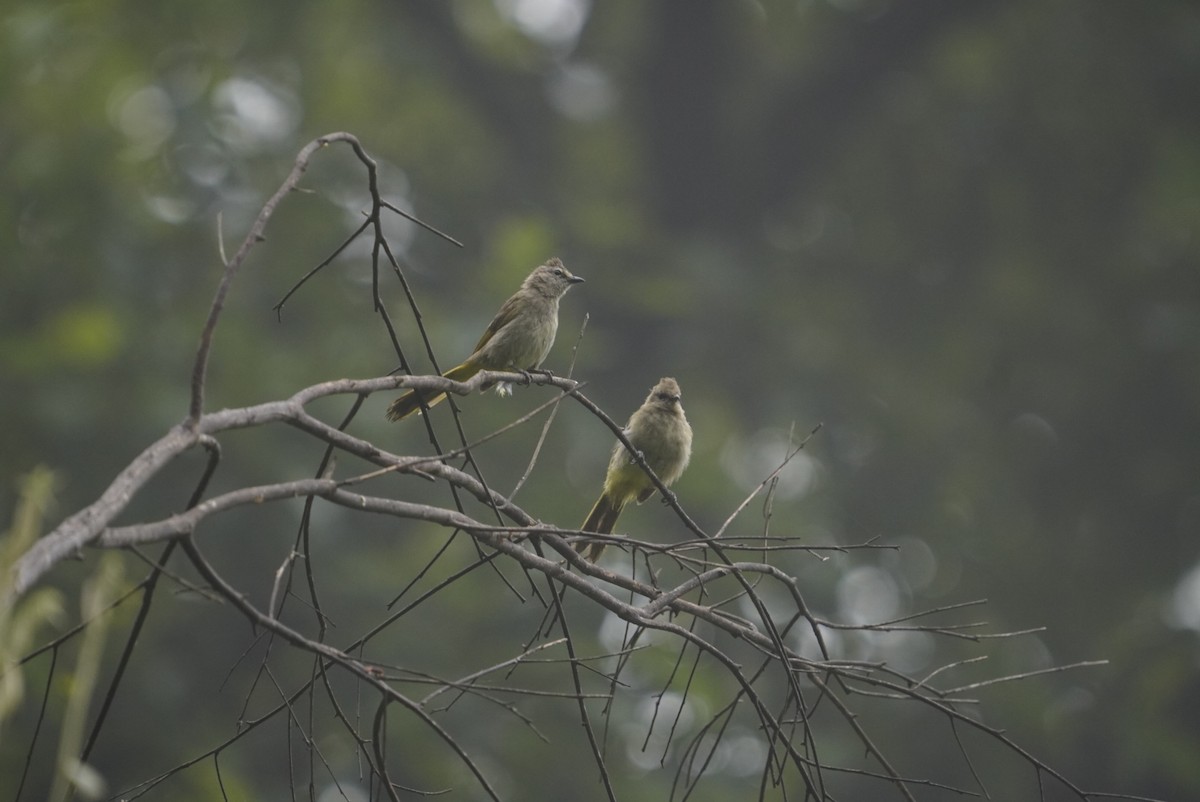 Flavescent Bulbul - ML642226124