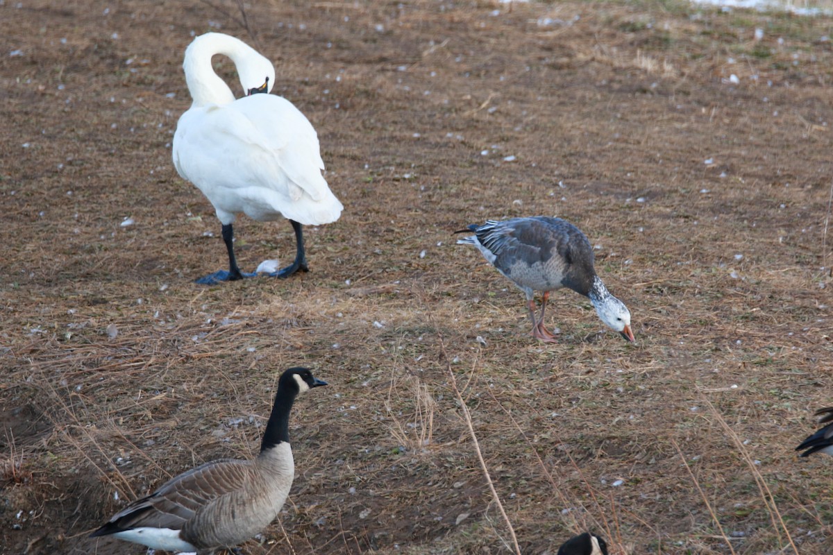 Snow Goose - ML642226158