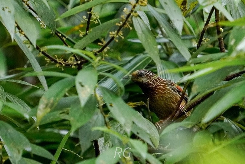 Striped Laughingthrush - ML642226180