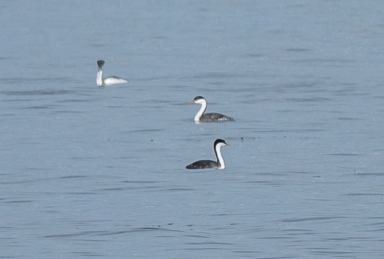 Western Grebe - ML642226195