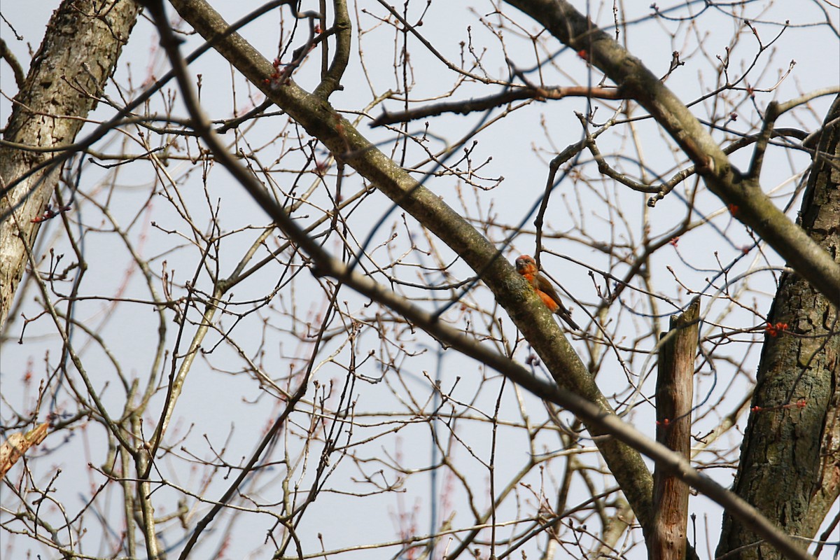 Red Crossbill - ML642226201