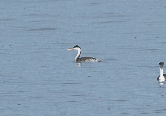 Western/Clark's Grebe - ML642226209