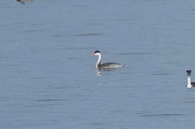 Western/Clark's Grebe - ML642226210