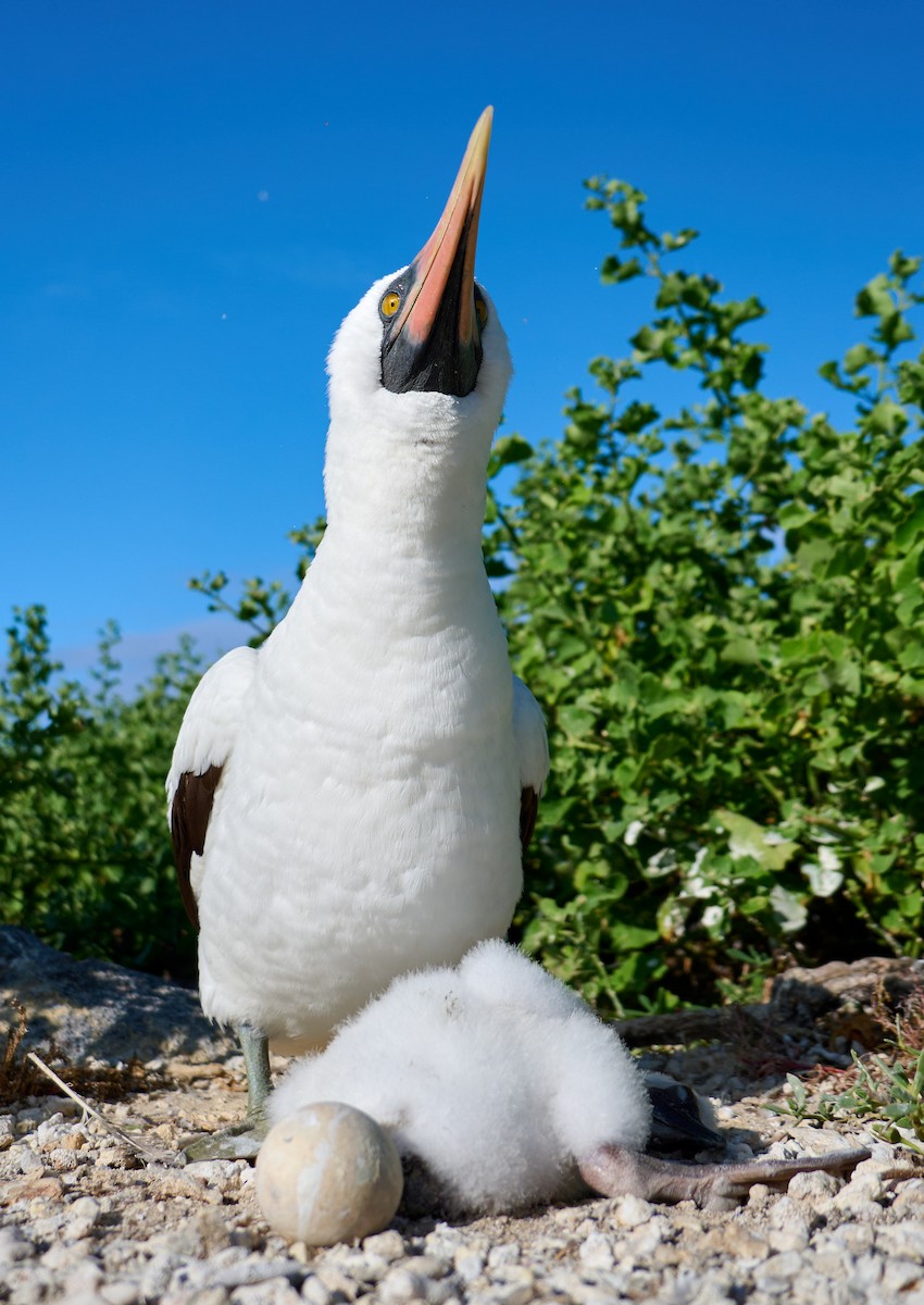 Nazca Booby - ML642226221