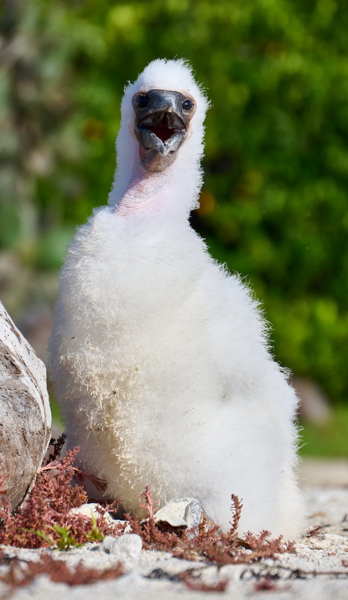 Nazca Booby - ML642226222