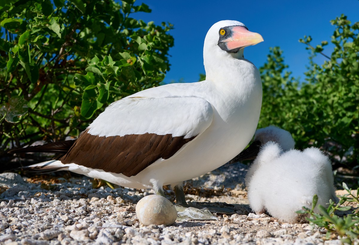Nazca Booby - ML642226223
