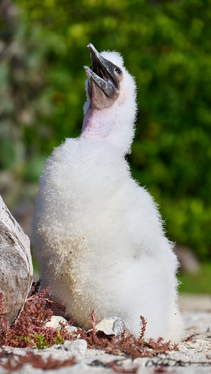 Nazca Booby - ML642226224
