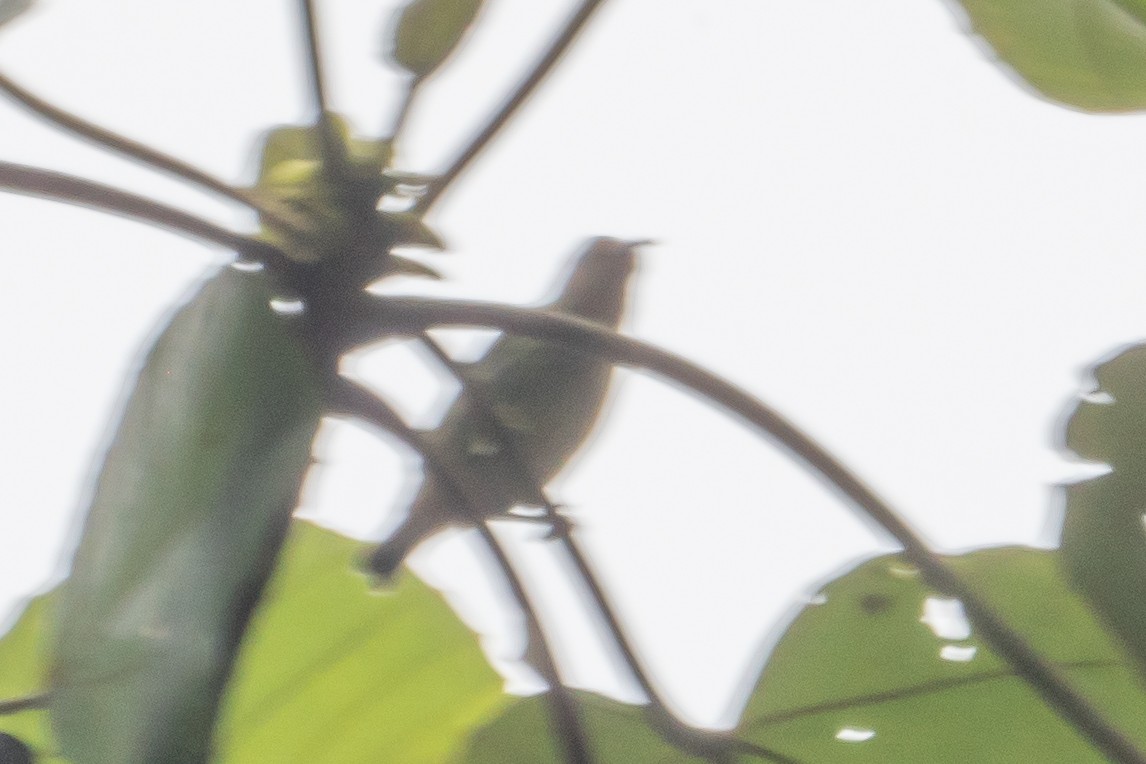 Purple Honeycreeper - ML642226242
