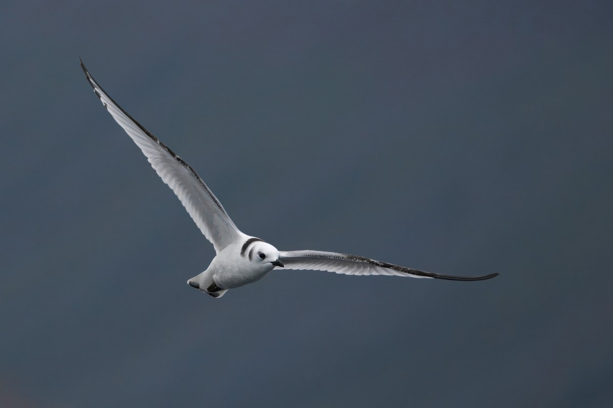 Mouette tridactyle (tridactyla) - ML642226256