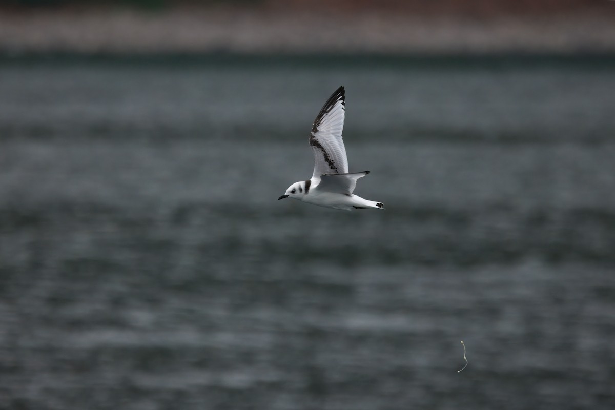 Mouette tridactyle (tridactyla) - ML642226267