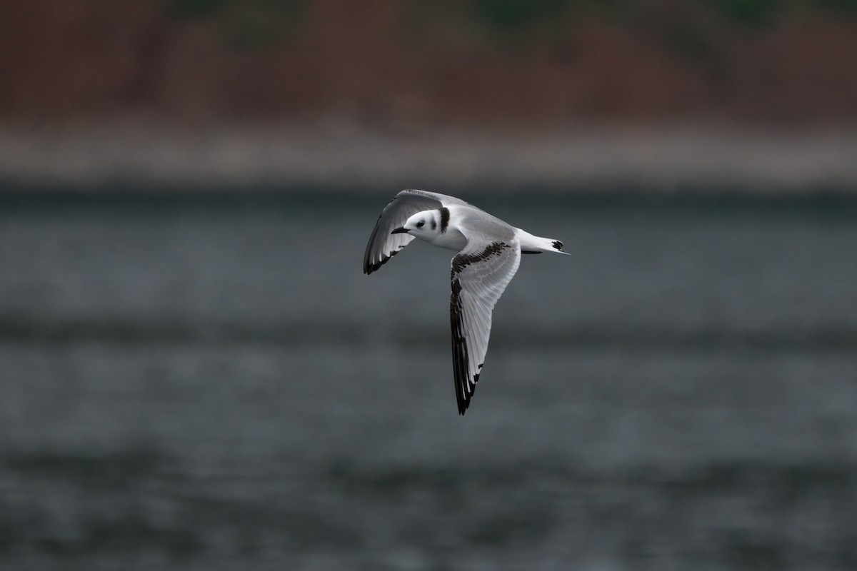 Mouette tridactyle (tridactyla) - ML642226270