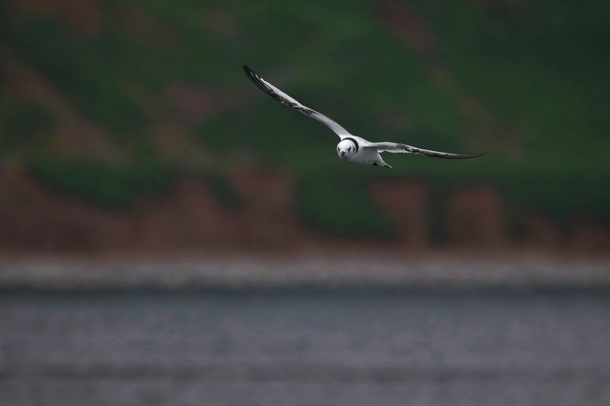 Mouette tridactyle (tridactyla) - ML642226278