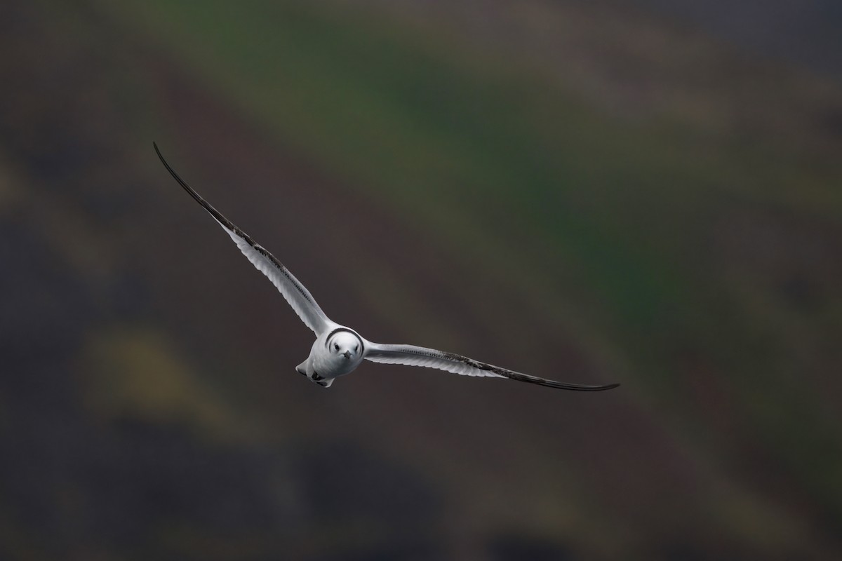 Mouette tridactyle (tridactyla) - ML642226290