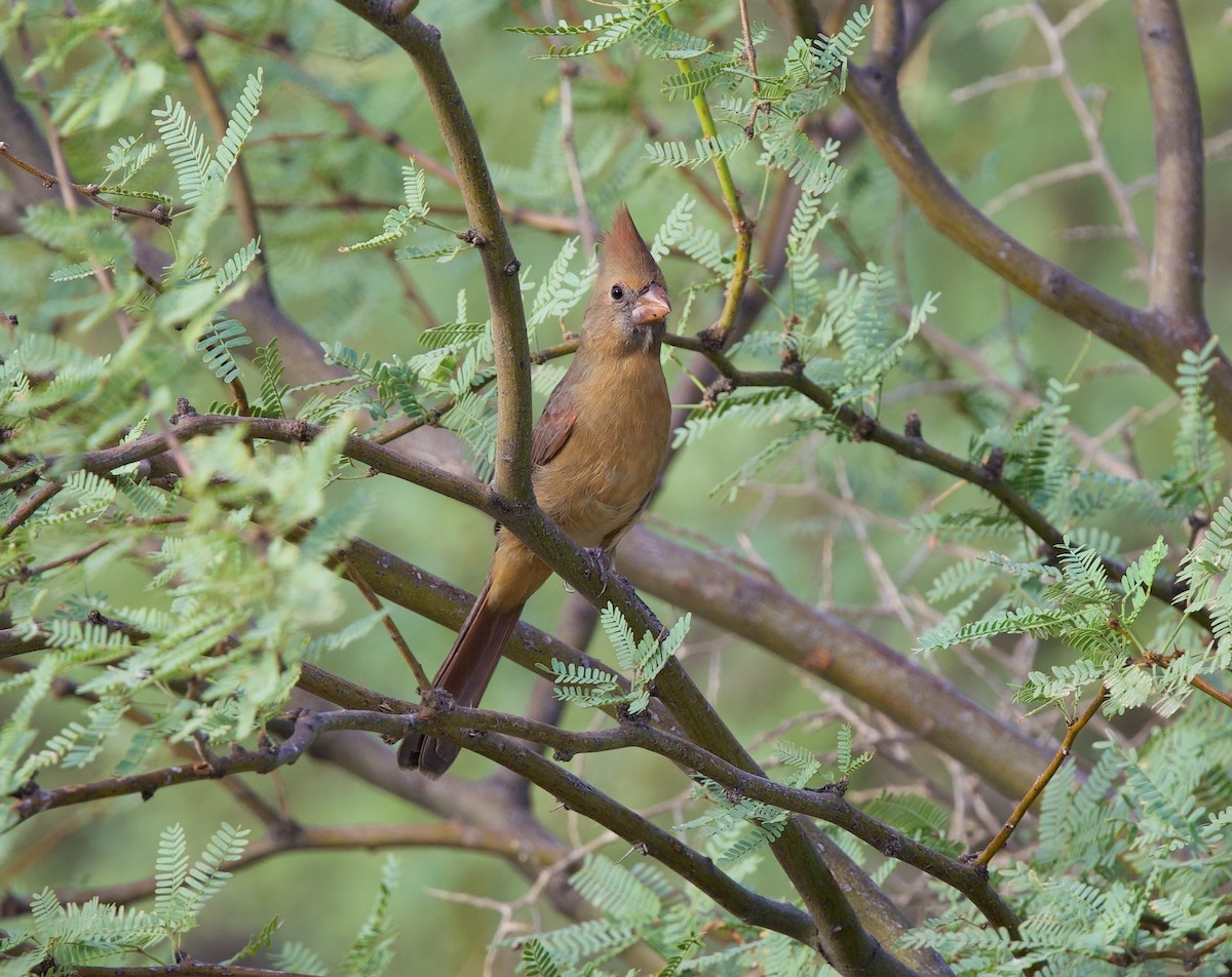 ショウジョウコウカンチョウ - ML642226304