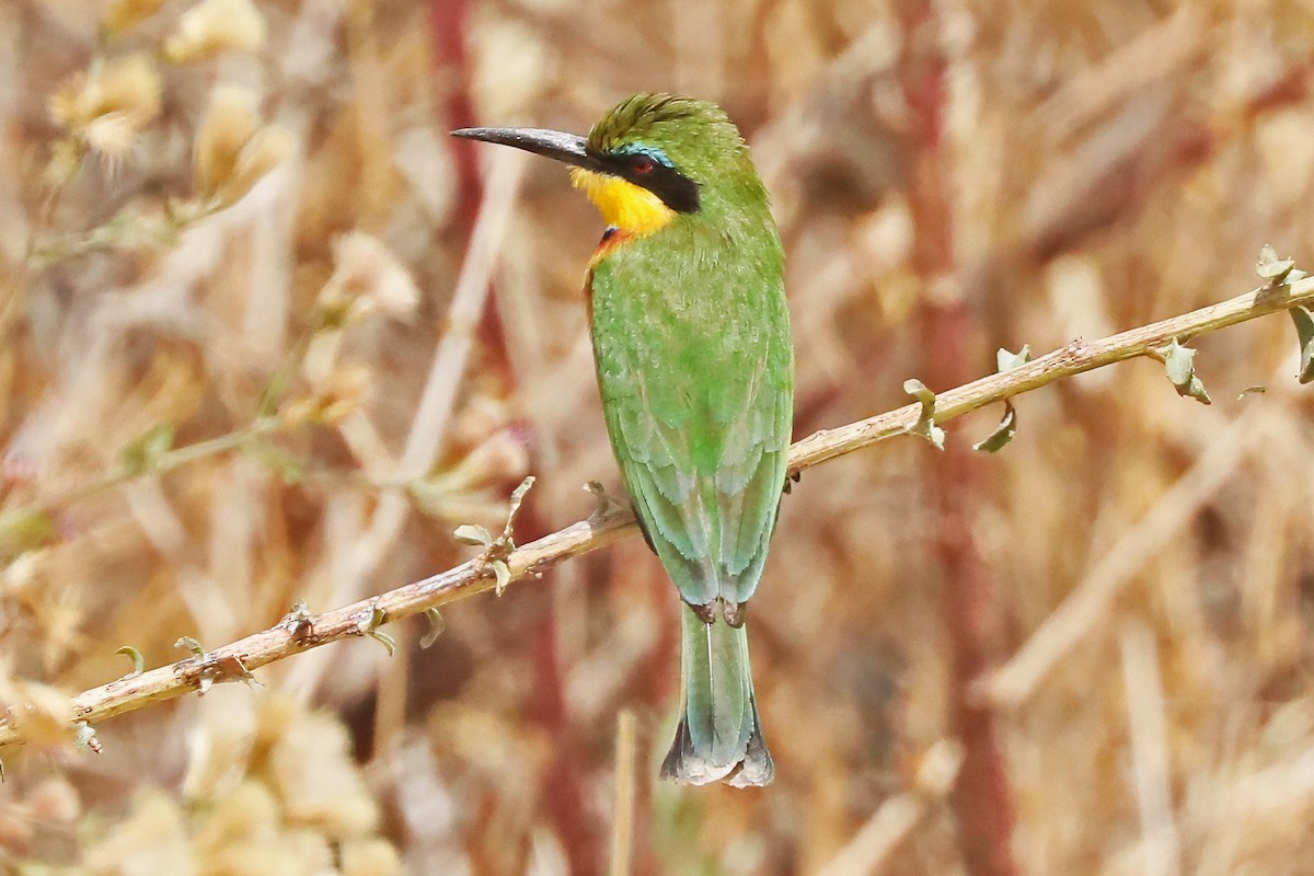 Little Bee-eater - ML642226331
