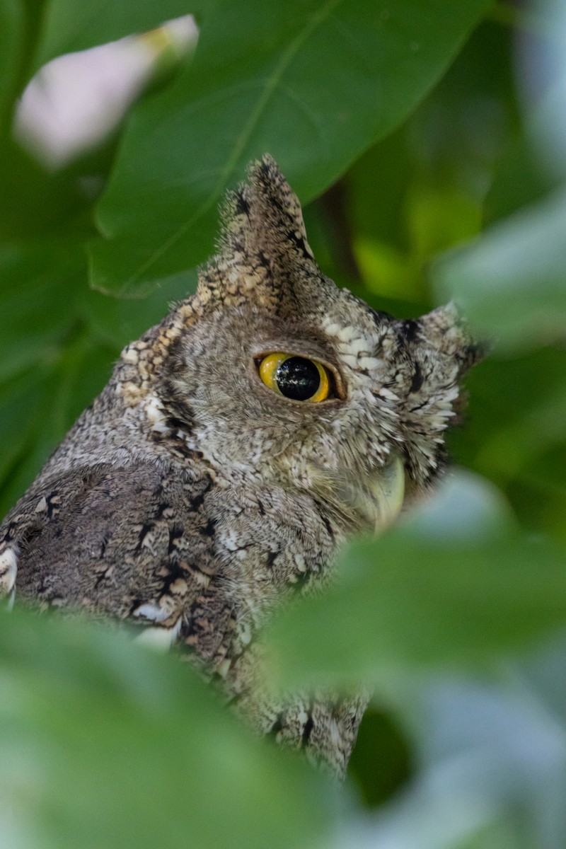 Pacific Screech-Owl - ML642226357