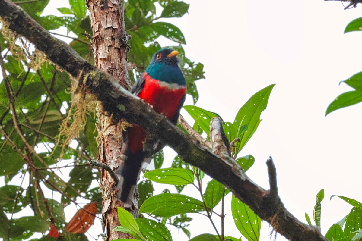Trogon masqué - ML642226393