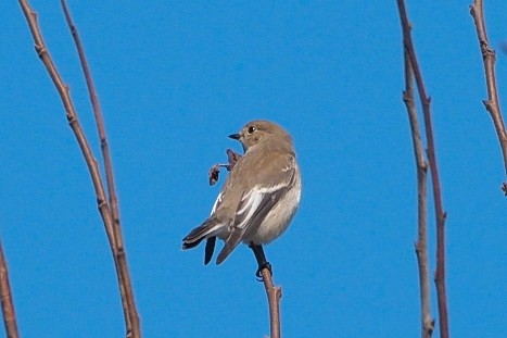 European Pied Flycatcher - ML642226396