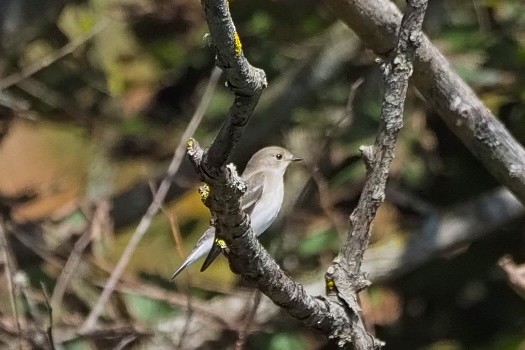 European Pied Flycatcher - ML642226397