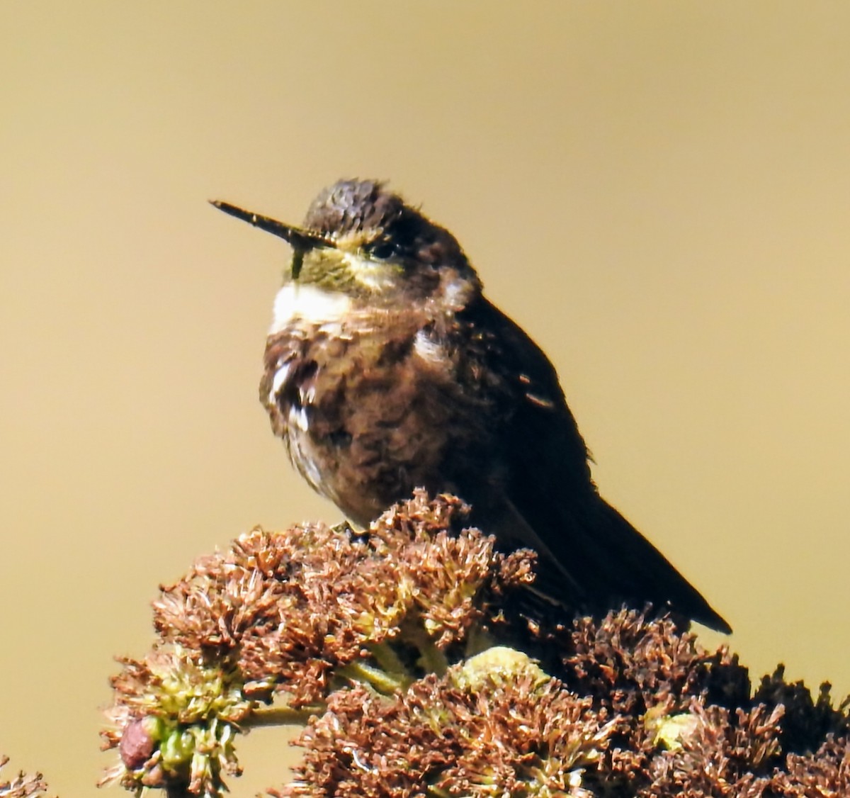Purple-backed Sunbeam - ML642226405