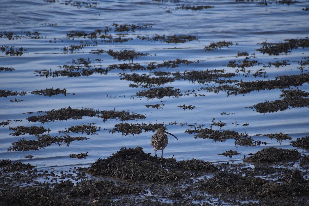 Eurasian Curlew - ML642226417