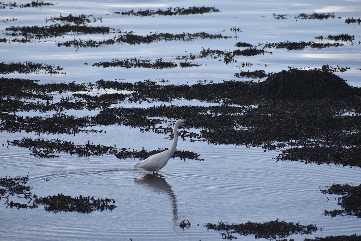 Little Egret - ML642226422