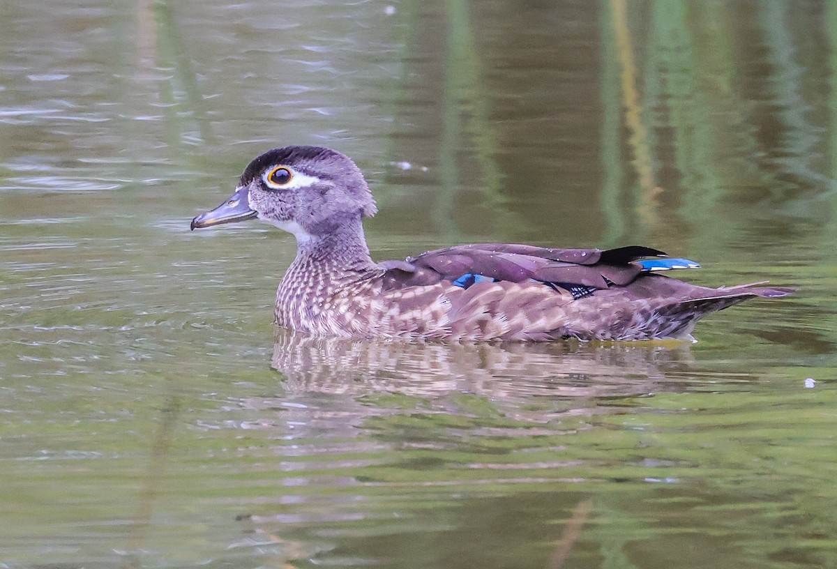 Canard branchu - ML642226434
