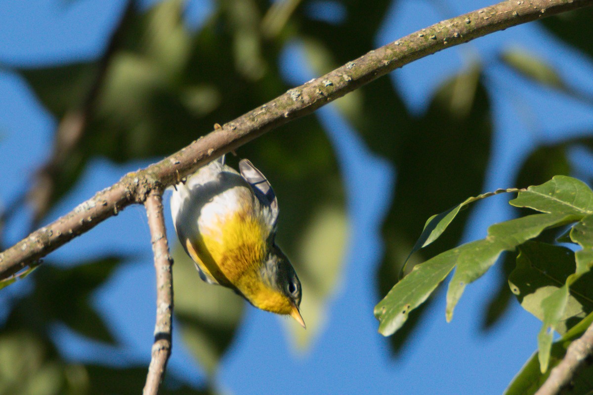 Northern Parula - ML642226442