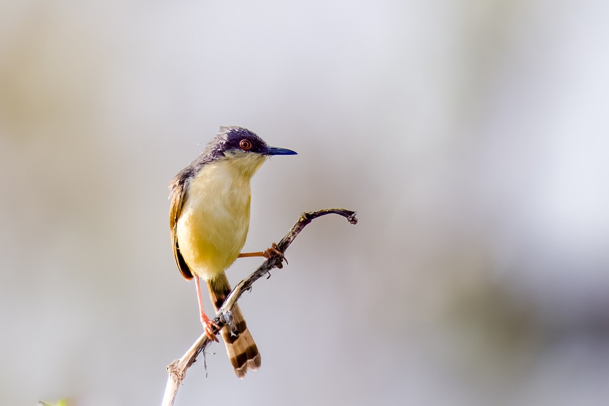 Ashy Prinia - ML642226443